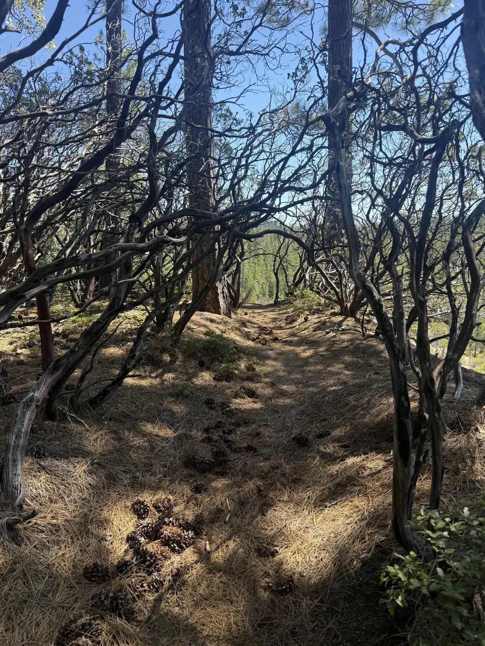 Malakoff Diggings